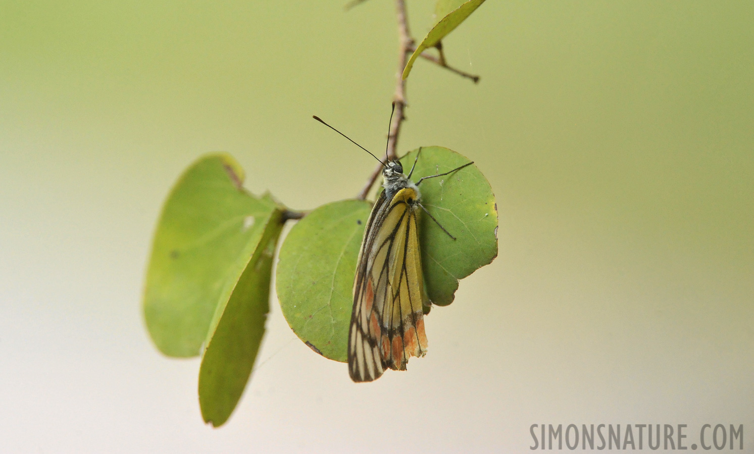 Delias eucharis [550 mm, 1/1000 sec at f / 8.0, ISO 4000]